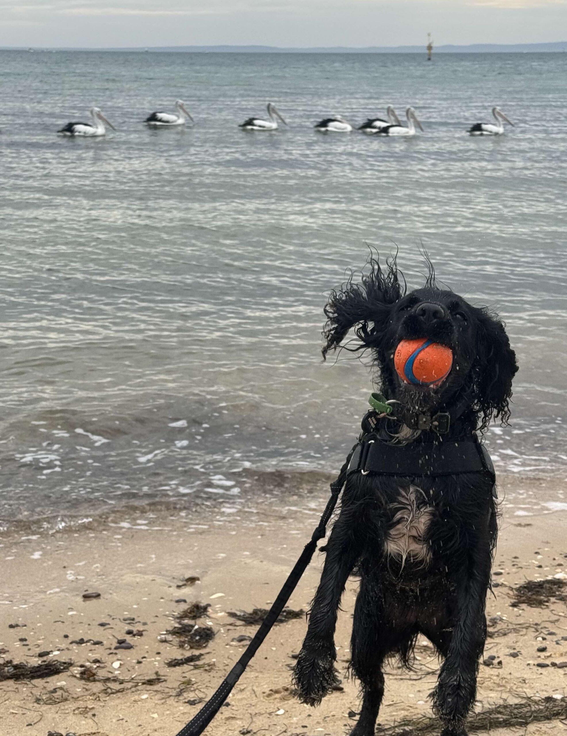 Yoshi’s Big Bellarine Beach Review