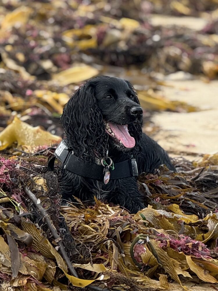 Dog sitting in a pile of seaweed.