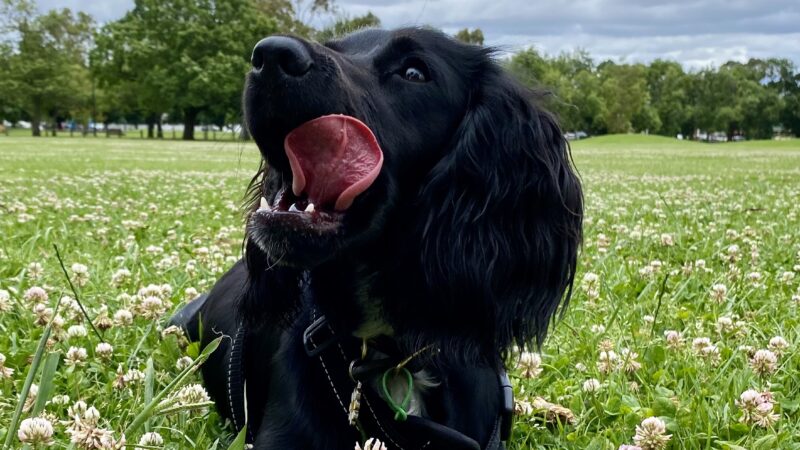Dog in a field, licking her lips.
