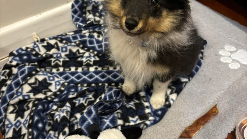 Bazza the Sheltie