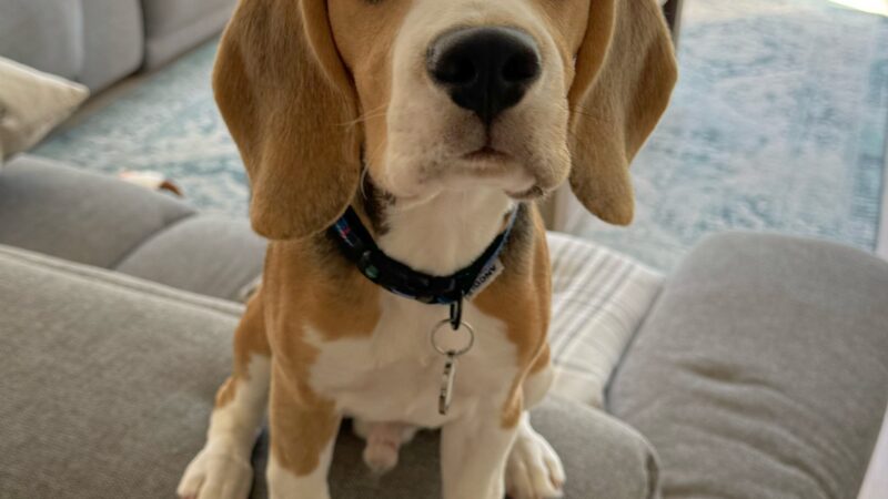 Fergus the Beagle