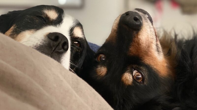 Harry and Boof the Brittany Spaniel crosses