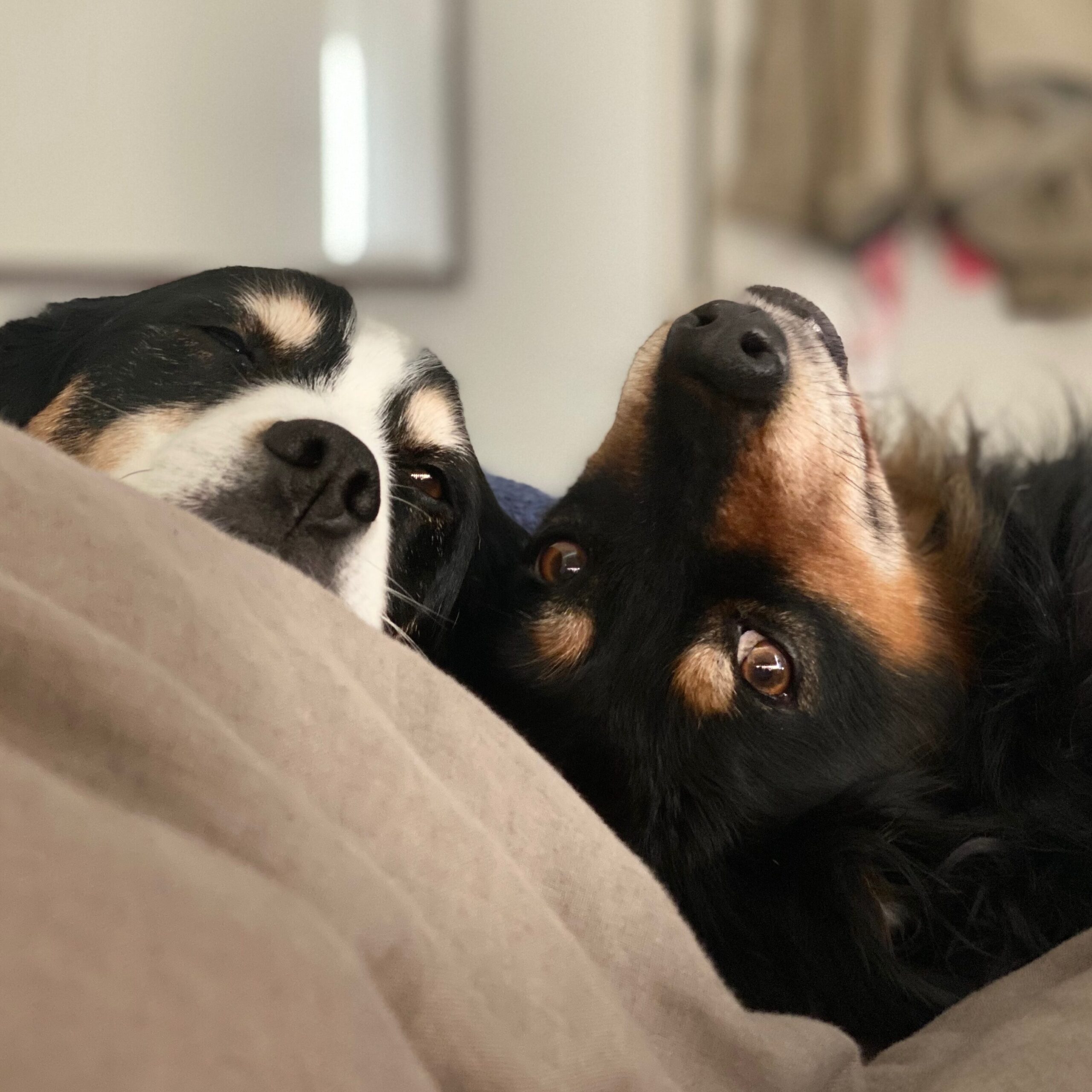 Portrait of Harry and Boof