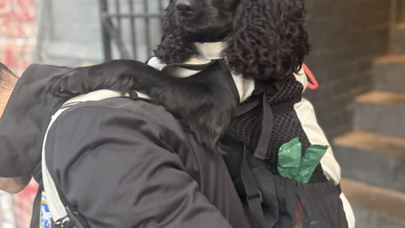Carry-On Canine: Yoshi’s Doggy Bag Diaries