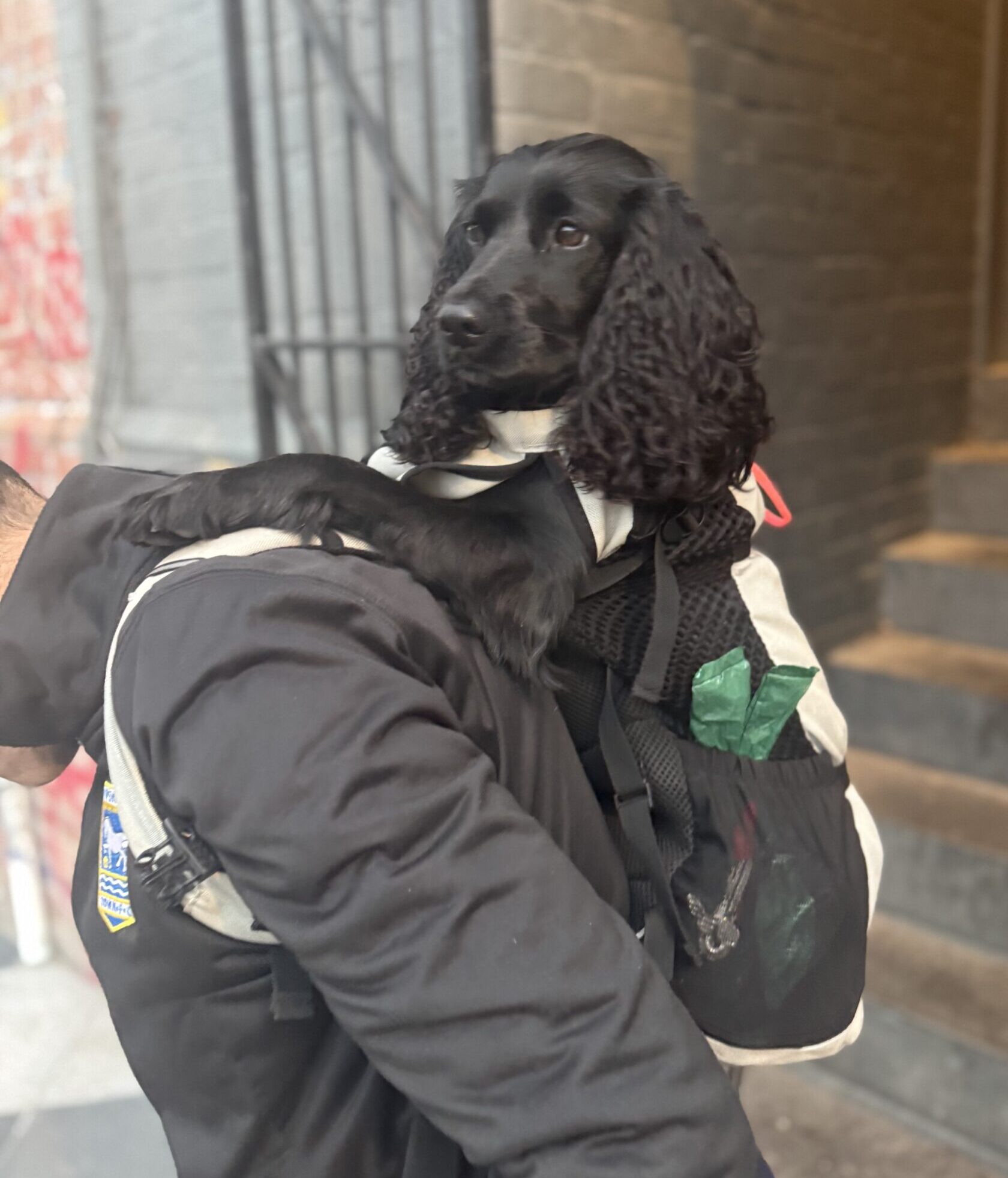 Carry-On Canine: Yoshi’s Doggy Bag Diaries