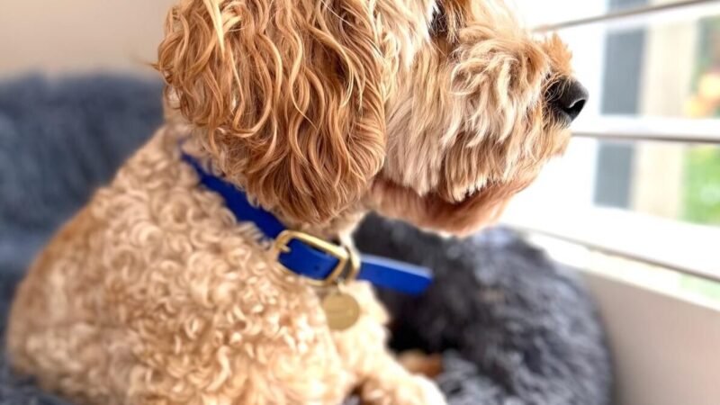 Sophie the Spoodle