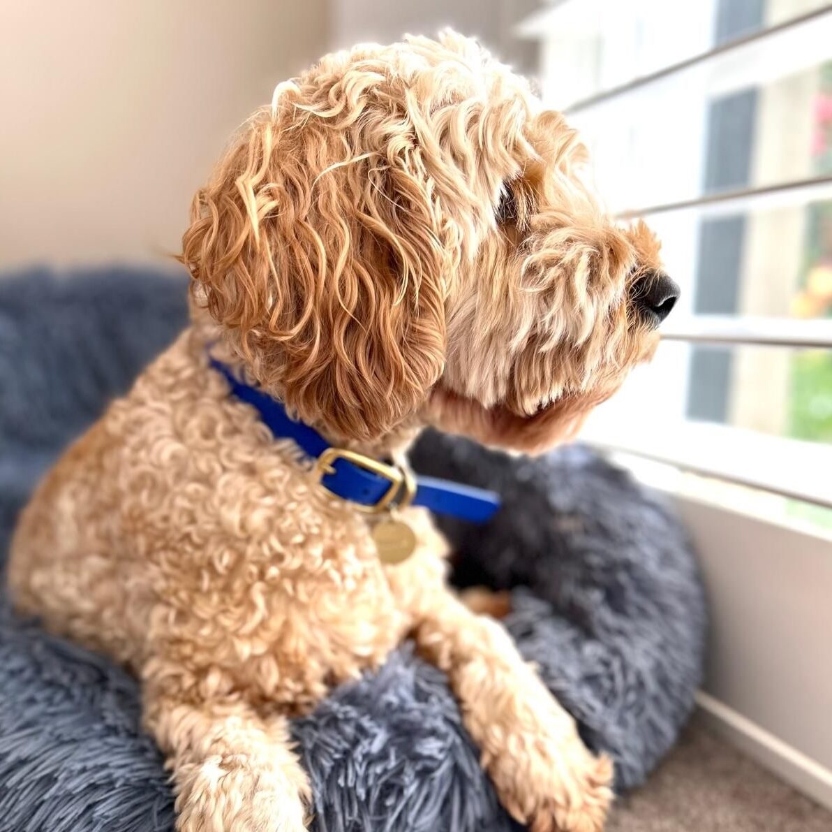 Dog looking out of a window.