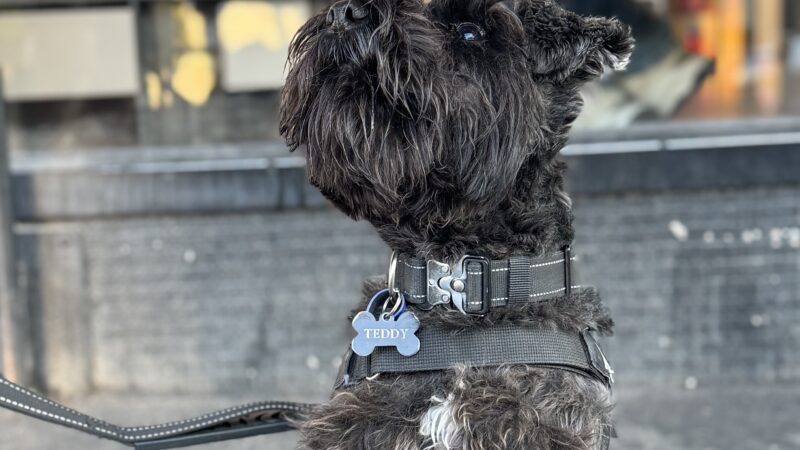 Schnauzer in the City: Burnside Edition
