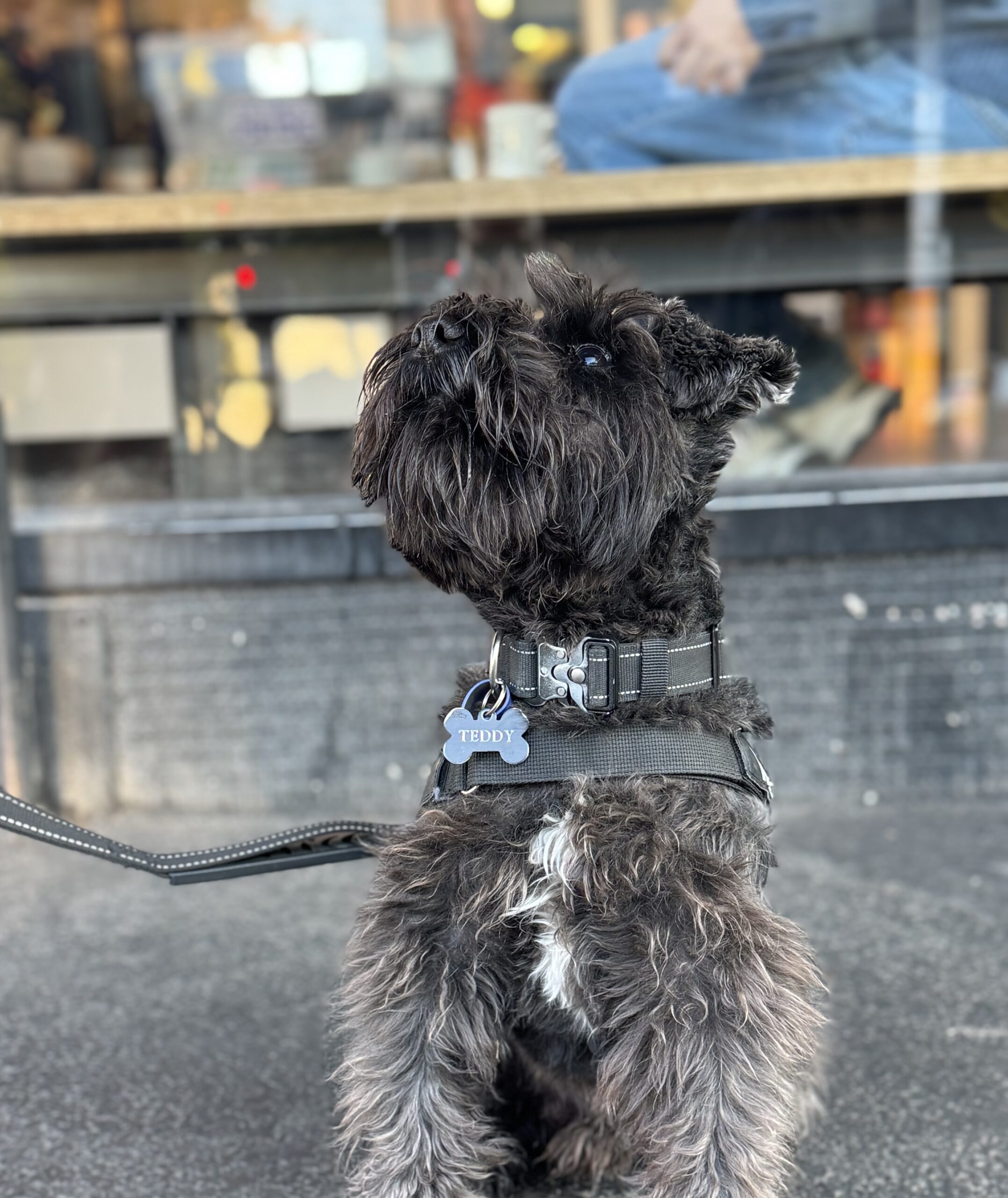 Schnauzer in the City: Burnside Edition