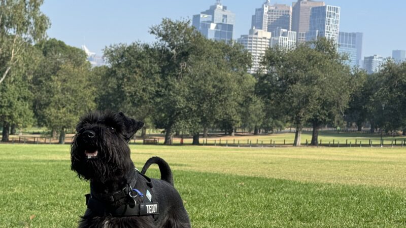 Teddy in the park