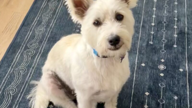 Winston the Westie–Maltese–Shih Tzu