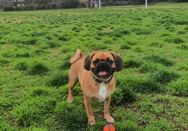 Bruno the Pugalier