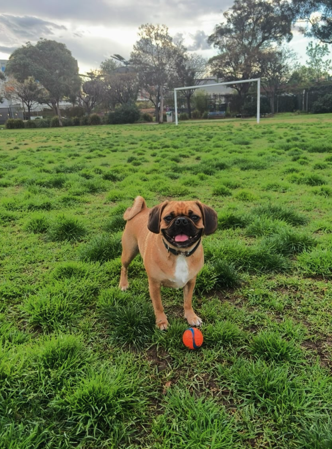 Bruno the Pugalier