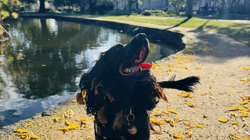 Carlton Gardens: Yoshi Makes an Exhibition of Herself