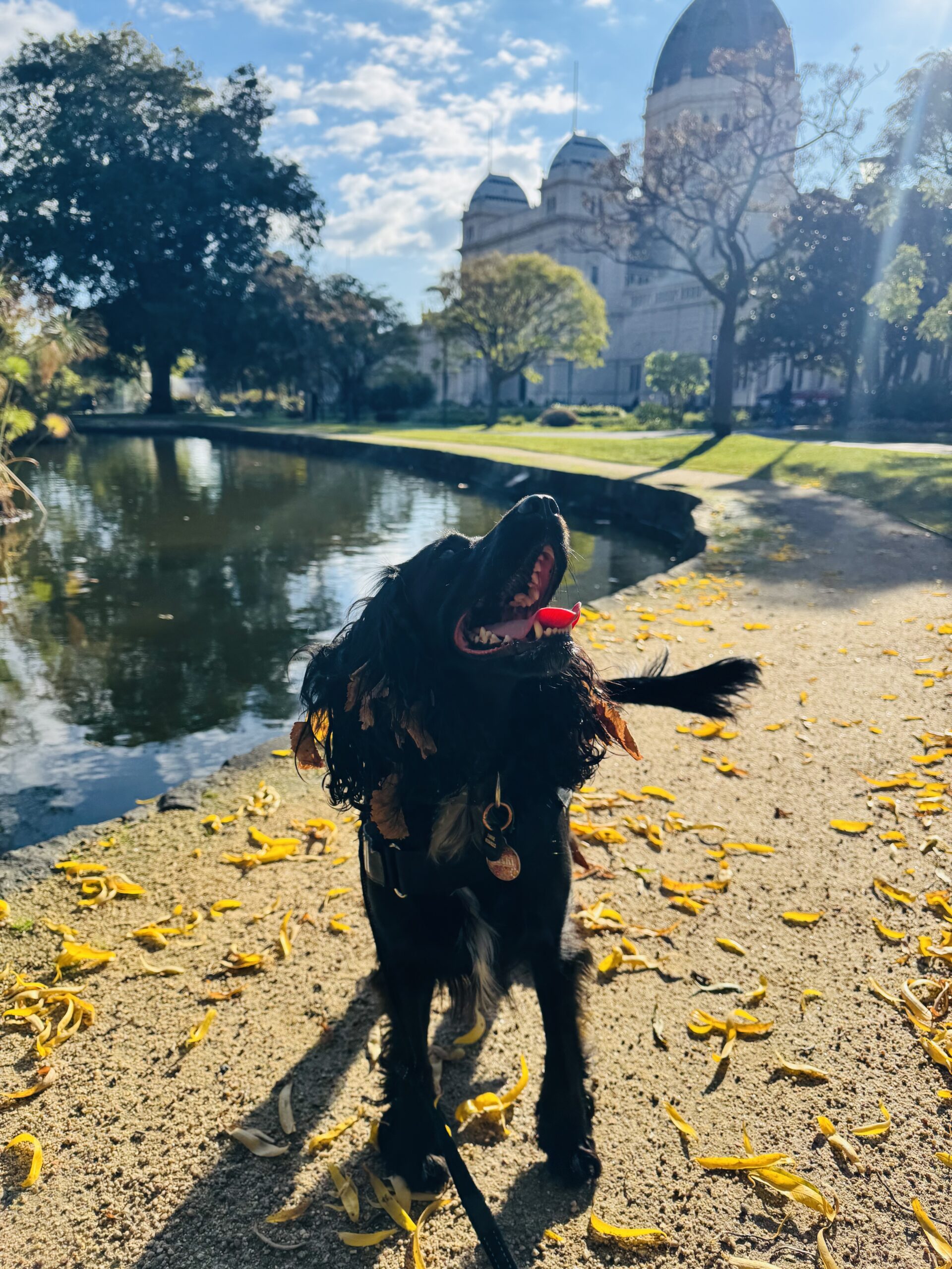 Carlton Gardens: Yoshi Makes an Exhibition of Herself