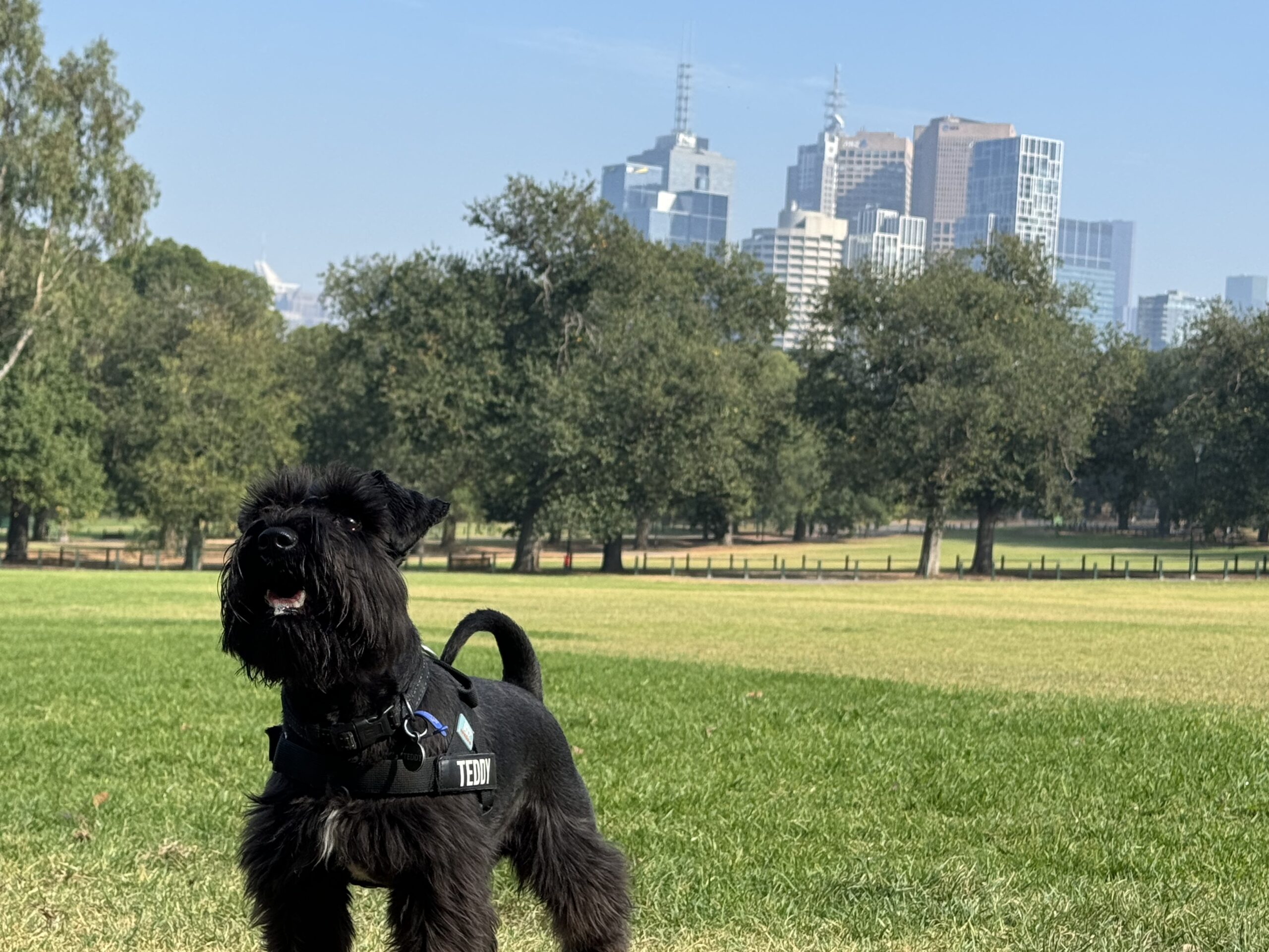 Teddy the Mini Schnauzer