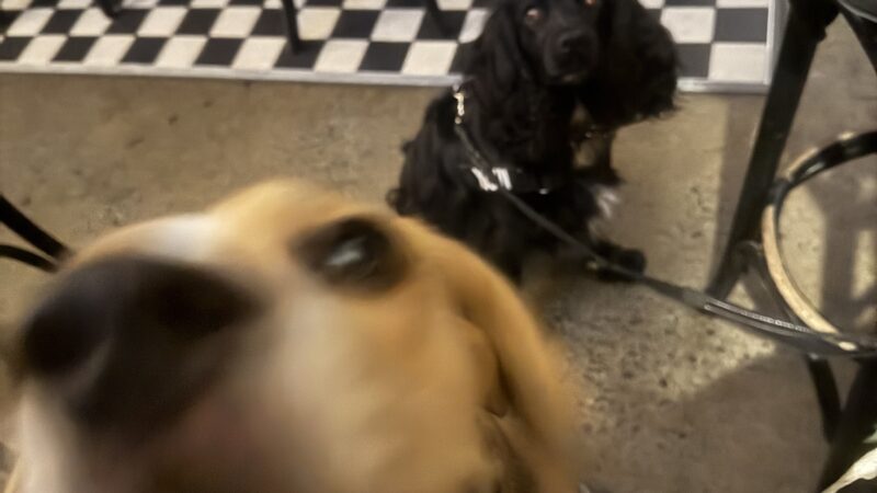 Rose Hotel Fitzroy: Fergus & Yoshi Hit the Pub