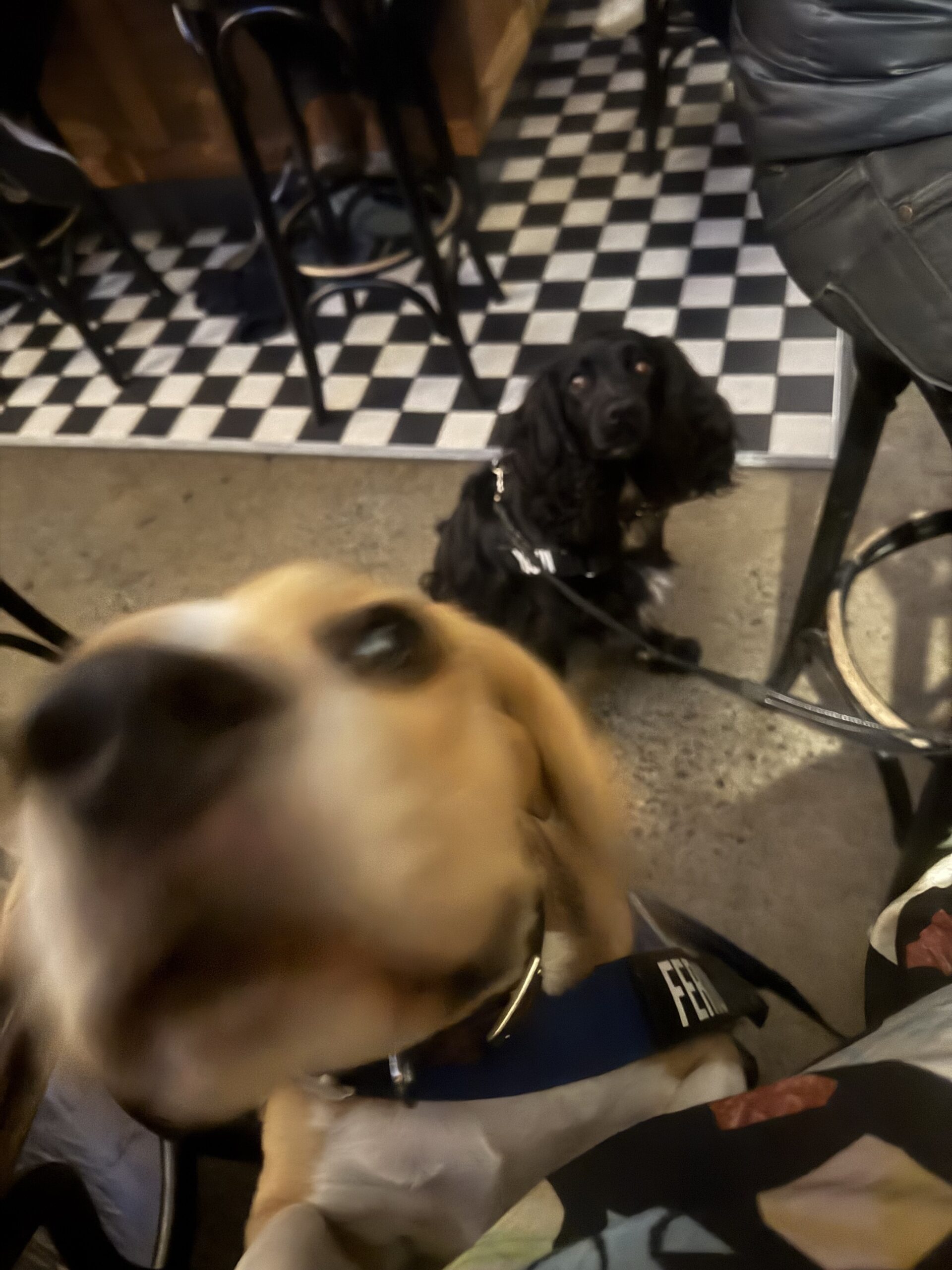 Rose Hotel Fitzroy: Fergus & Yoshi Hit the Pub